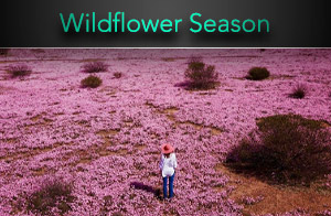 An amateur's guide to the Western Australia wildflower season