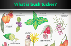 What is bush tucker? 7 popular traditional aboriginal foods
