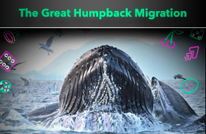 Everything you need to know about humpback whale migrations in Australia